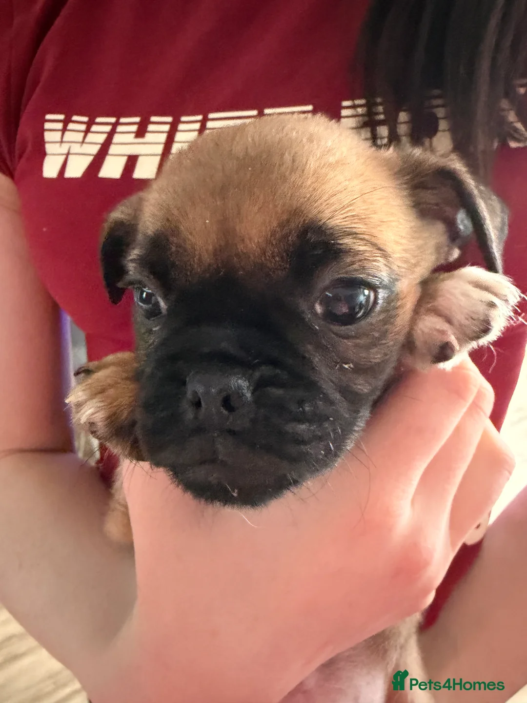 Puggle dogs for sale: Puggle puppies for sale  - Advert 2