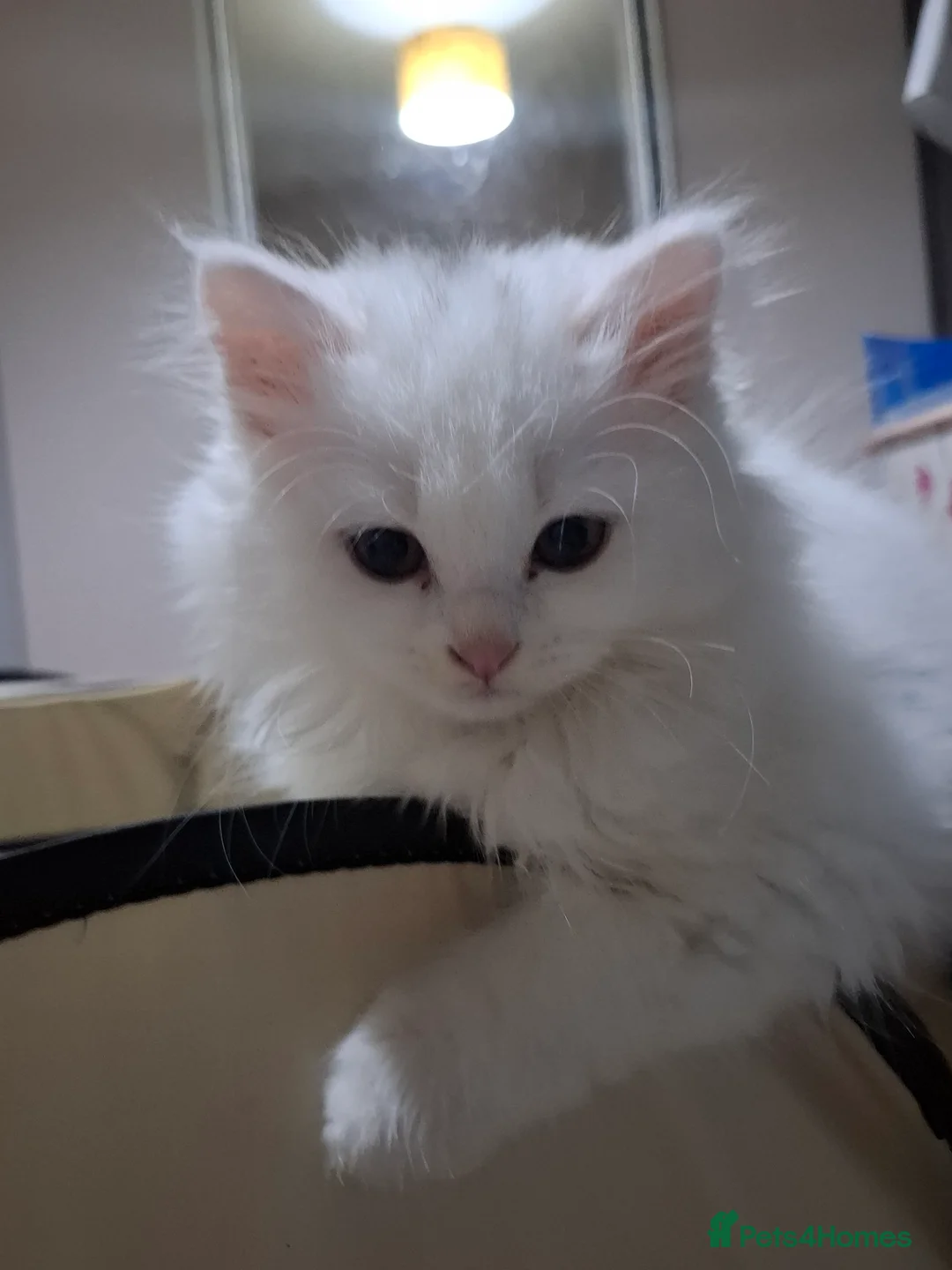 Selkirk Rex cats for sale: Long haired selkirk rex kittens  - Advert 4