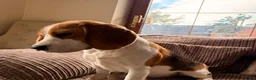 Beagle dogs for sale: Loving beagle female looking for new home 🐾🤎 - Advert 3