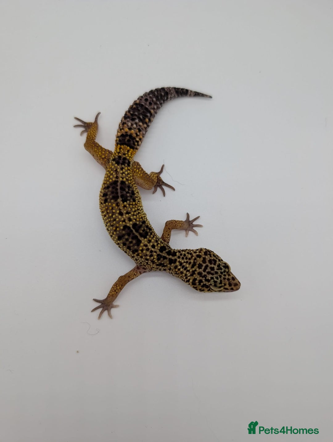 Leopard Gecko reptiles for sale: Black Night Cross Leopard Gecko  - Advert 19