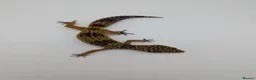 Leopard Gecko reptiles for sale: Black Night Cross Leopard Gecko  - Advert 19