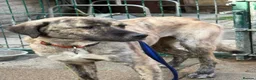 Mixed Breed dogs for adoption: Ebony - Norwich Norfolk  in Norwich - Advert 20