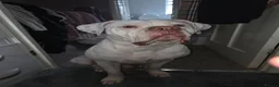 Mixed Breed dogs for sale: American Bulldog in Littlehampton - Advert 2