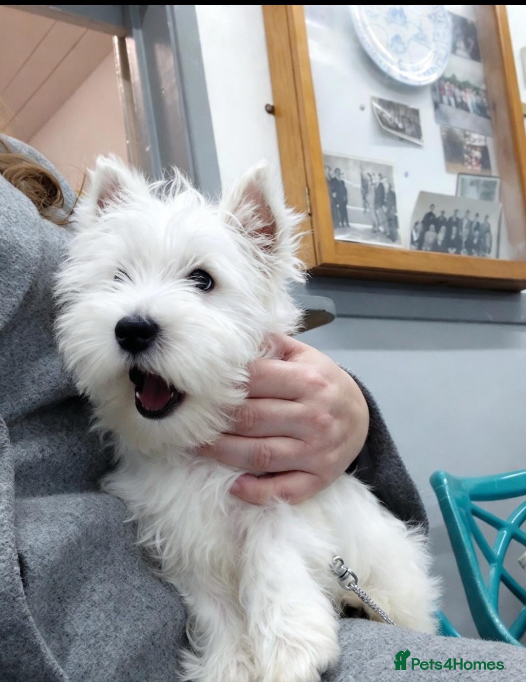 West Highland Terrier dogs quality female Westie WHWT puppy  - Advert 3