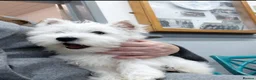 West Highland Terrier dogs for sale: quality female Westie WHWT puppy  - Advert 1