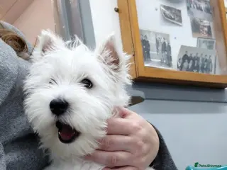 West Highland Terrier dogs quality female Westie WHWT puppy - Advert 4