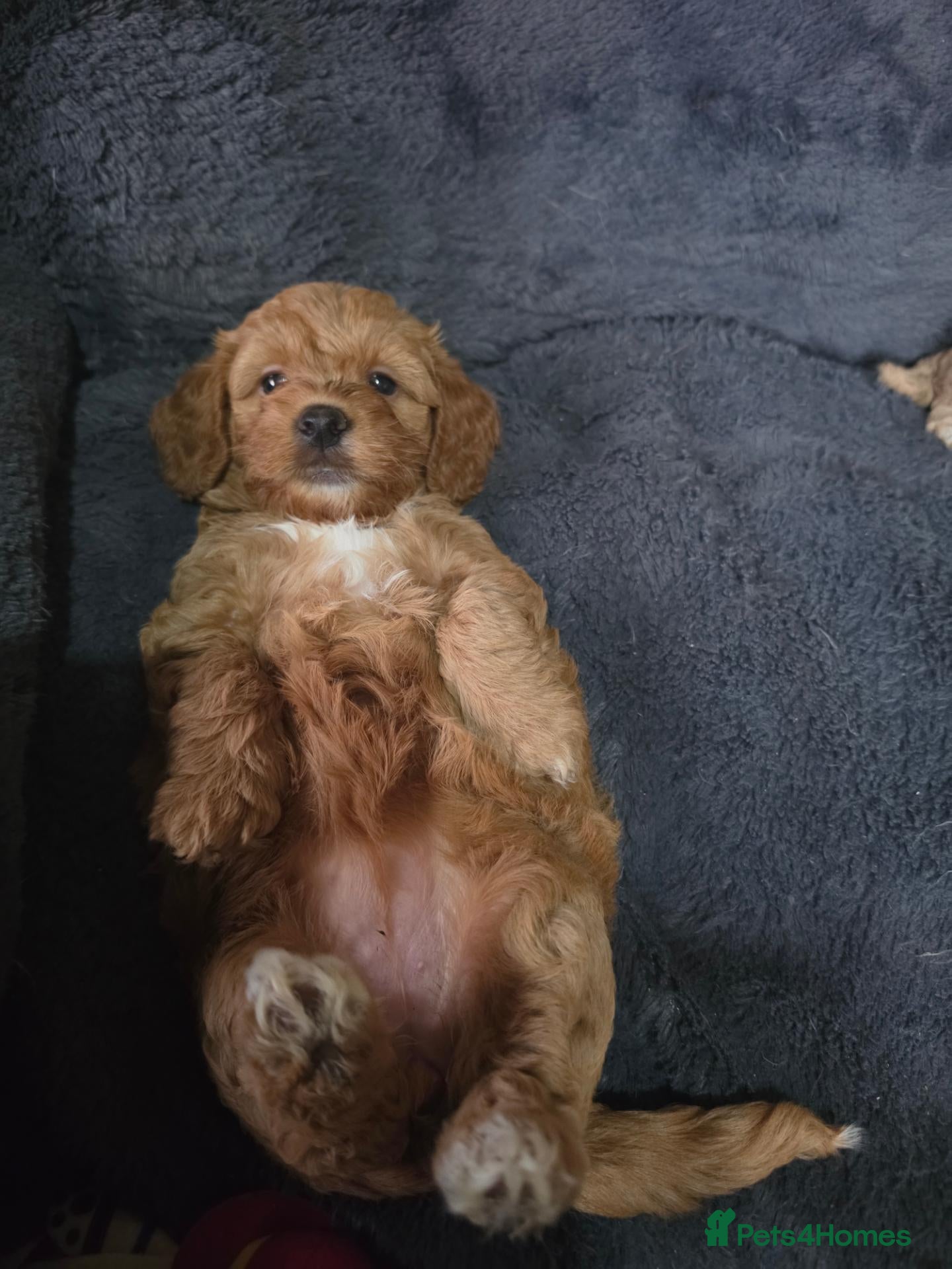 Cockapoo dogs Cockapoo f1b - Advert 15