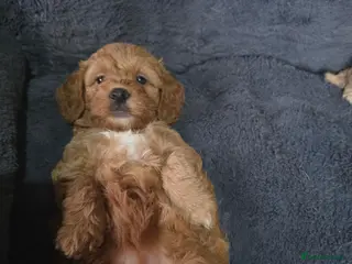 Cockapoo dogs Cockapoo f1b - Advert 15