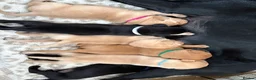 Labrador Retriever dogs for sale: 6 outstanding working Labrador retriever pups - Advert 3