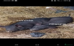 Pig livestock for sale: Ronnie and reggie  - Image 5