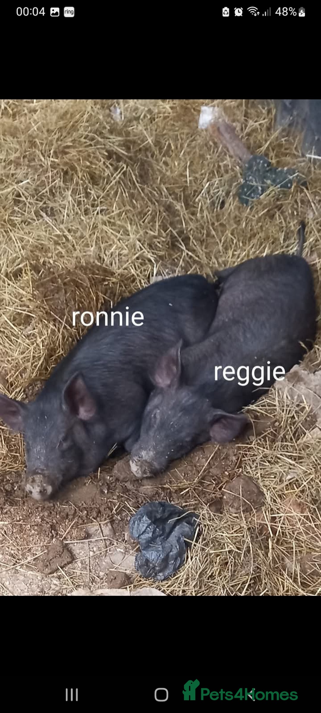 Pig livestock for sale: Ronnie and reggie  - Image 5