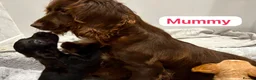 Cockapoo dogs for sale: Cockapoo ready to leave - Advert 18