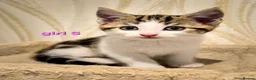 Mixed Breed cats for sale: 8 Adorable Kittens Looking for Their New Homes - Advert 11