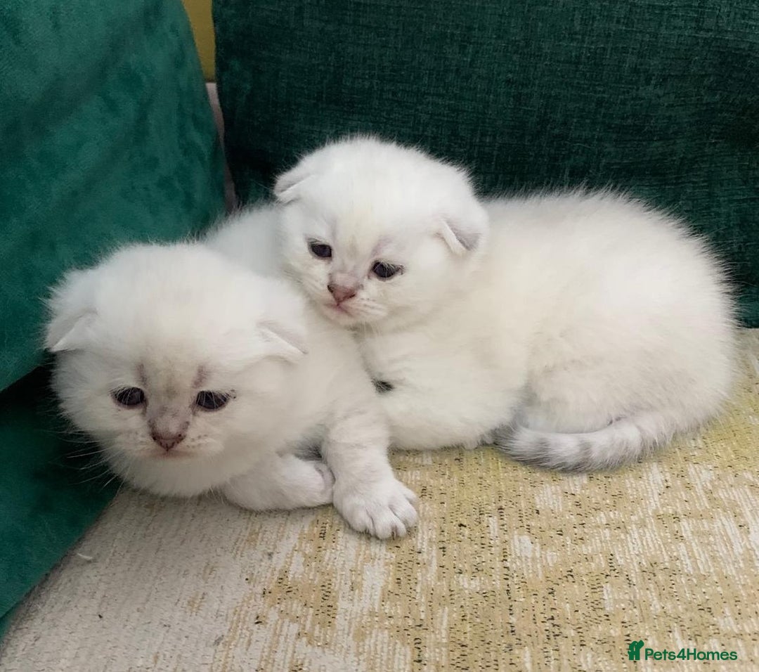 Scottish Fold cats for sale: Scottish Fold Kittens - Image 19