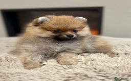 Pomeranian dogs for sale: Pomeranian tiny orange female   🧡🍊🐾 - Image 2