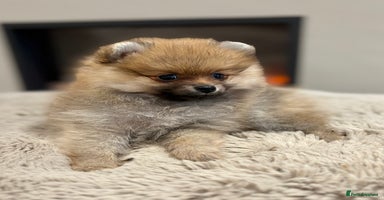 Pomeranian dogs - Advert 11