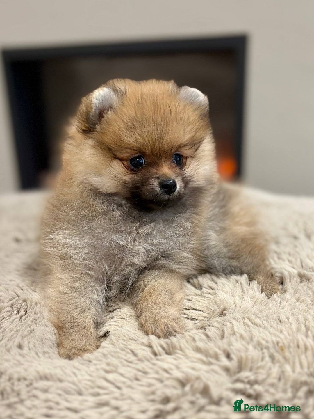 Pomeranian dogs for sale: Pomeranian tiny orange female   🧡🍊🐾 - Image 2