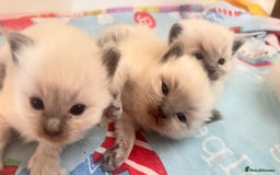 Ragdoll cats for sale: Ragdoll kittens (2 boys and 2 girls)  - Image 21
