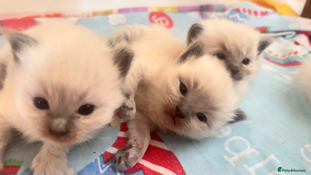Ragdoll cats for sale: Ragdoll kittens (2 boys and 2 girls)  - Image 21