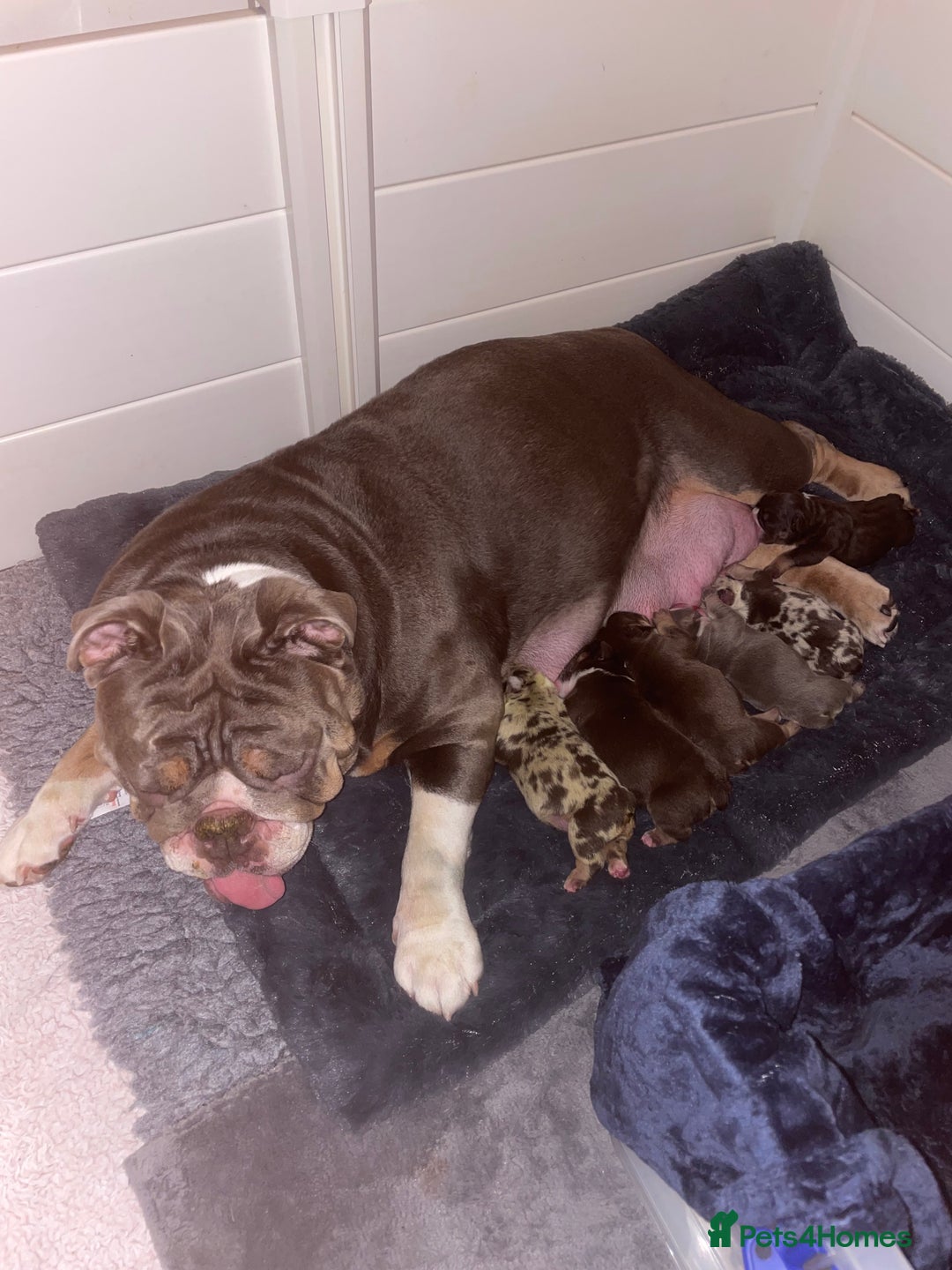 English Bulldog dogs for sale: ⭐️🐾 6 Beautiful English Bulldog 🐾⭐️ - Advert 2