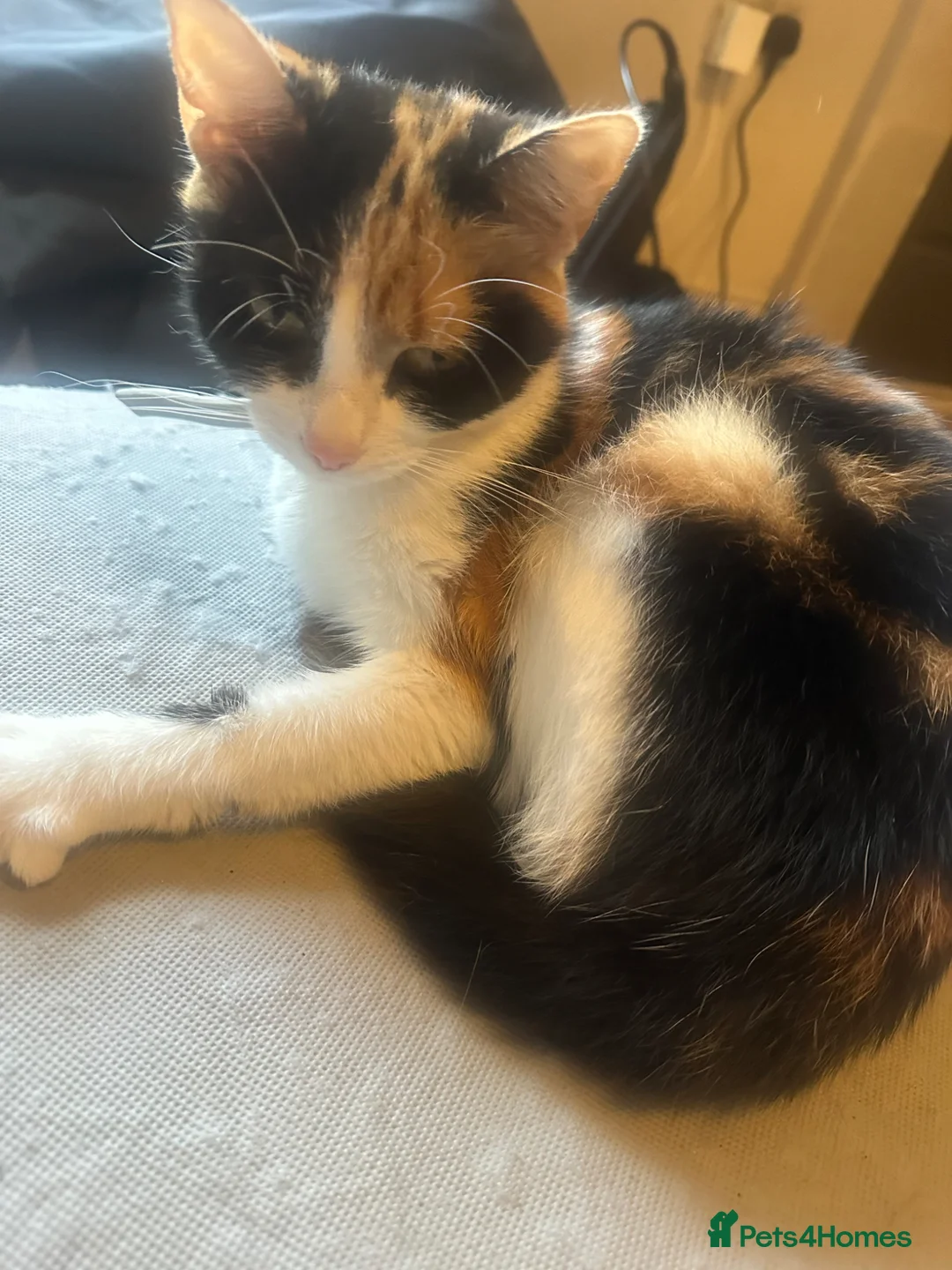 Mixed Breed cats for sale: Mother and daughter  - Advert 2