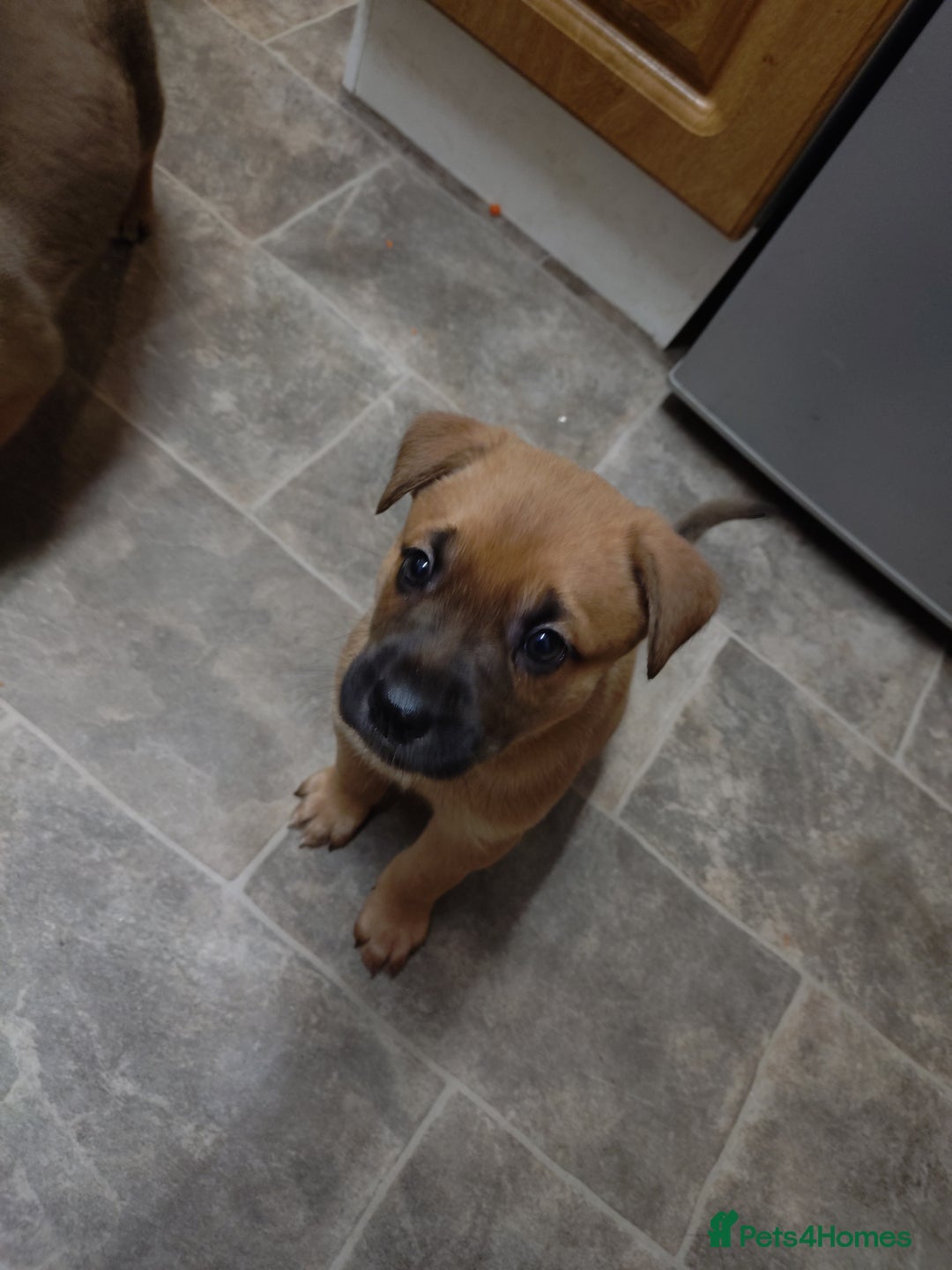 Mixed Breed dogs for sale: Huntaway X German shepherd X  - Advert 10