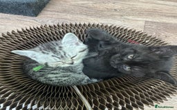 Scottish Fold cats for sale: Scottish fold/ Scottish striaght kittens  - Image 14