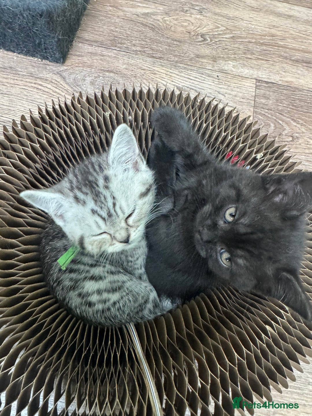 Scottish Fold cats for sale: Scottish fold/ Scottish striaght kittens  - Image 14