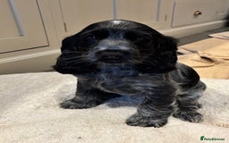 Cocker Spaniel dogs for sale: Blue Roan Show Cocker Spaniel - Image 3