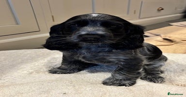 Cocker Spaniel dogs - Advert 15