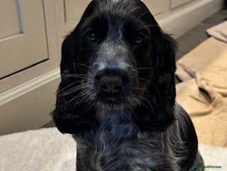 Cocker Spaniel dogs Blue Roan Show Cocker Spaniel - Advert 2