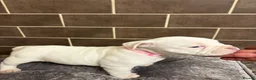 American Bully dogs for sale: POCKET BULLYS  in Orpington - Advert 14