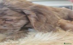 Cocker Spaniel dogs for sale: Cocker Spaniel puppies  - Image 21