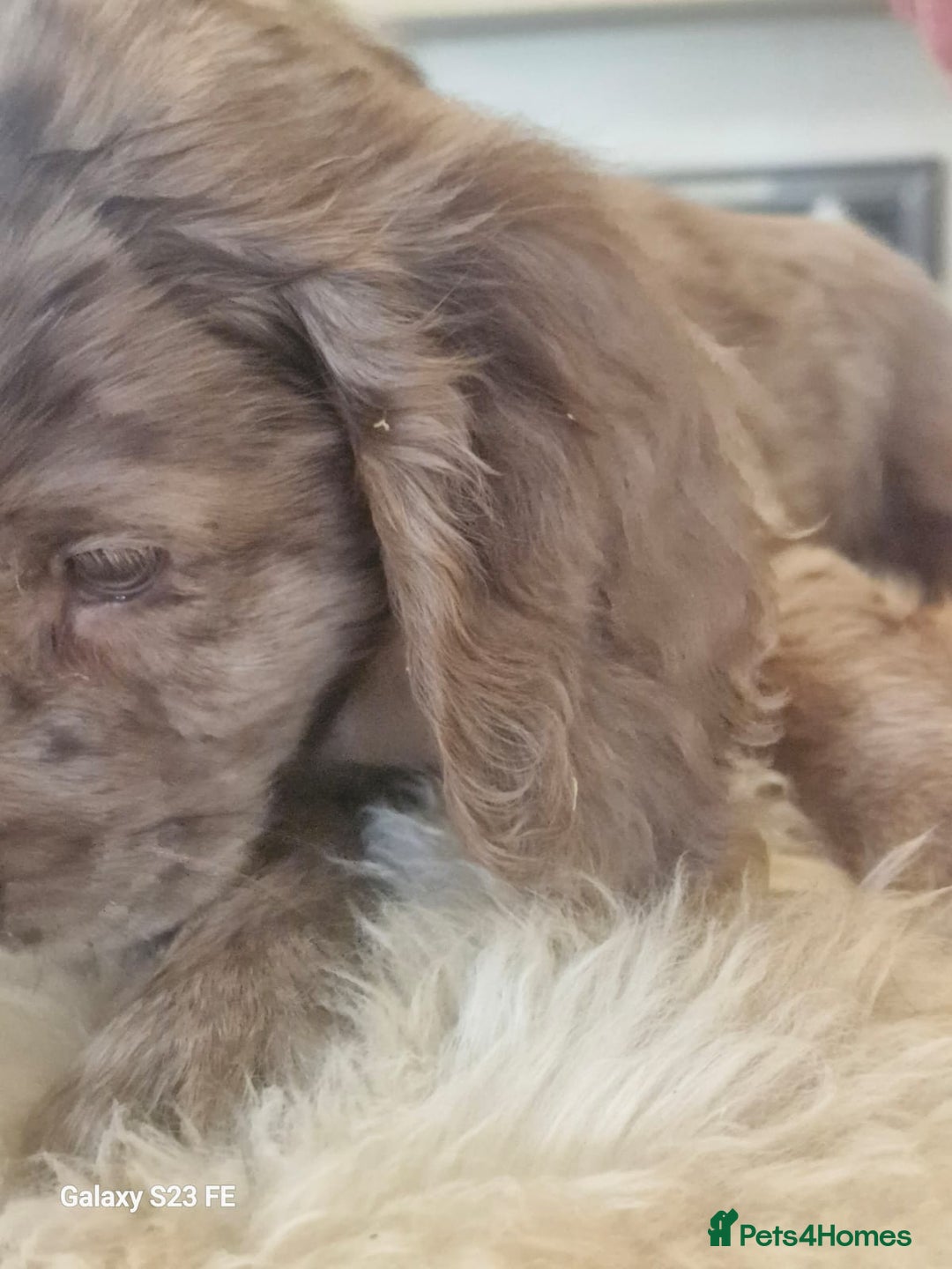 Cocker Spaniel dogs for sale: Cocker Spaniel puppies  - Image 21