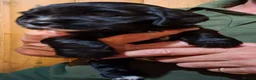 Cockalier dogs for sale: Cockalier girls.DNA health tested parents  - Advert 9