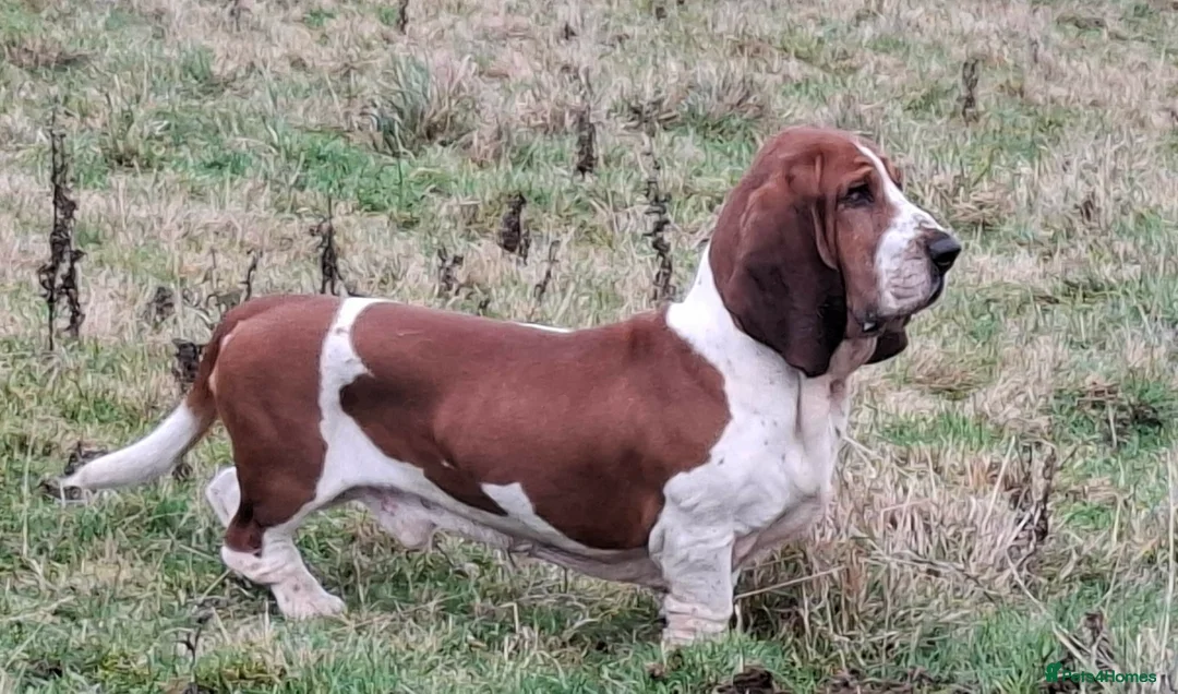 Mixed Breed dogs for sale: Beautiful Corgi cross basset pups 🐾 - Advert 2