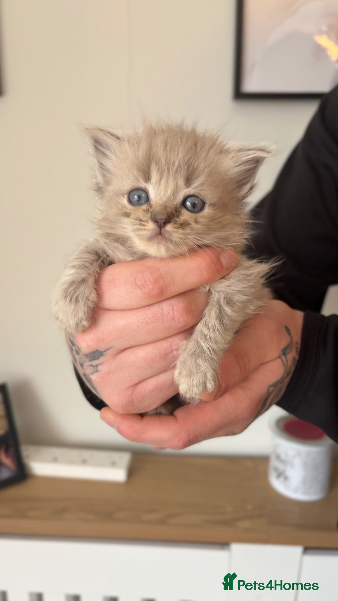 Ragdoll cats 1 mink ragdoll kitten  - Advert 7