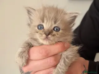 Ragdoll cats 1 mink ragdoll kitten - Advert 7