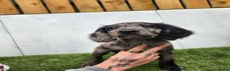 Cocker Spaniel dogs for sale: Cocker spaniel pups!  - Advert 8