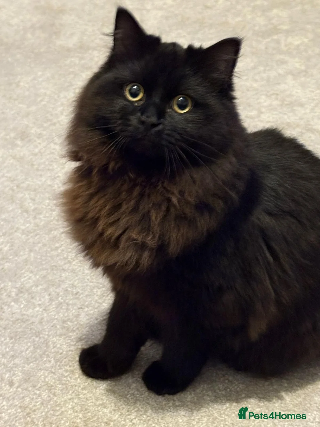 Mixed Breed cats for sale: male  - Advert 1