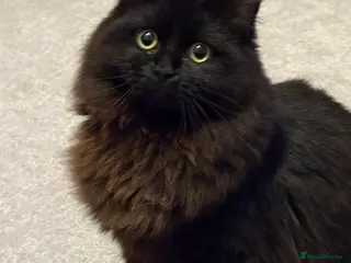 Mixed Breed cats male - Advert 1