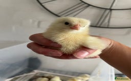 Chickens poultry for sale: Wyandottes, orpingtons - Image 8