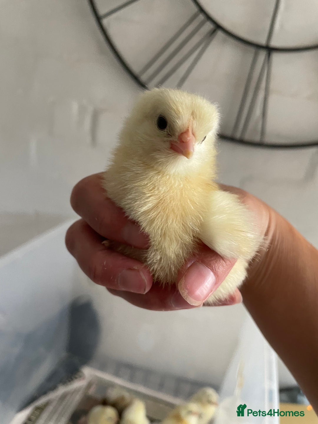 Chickens poultry for sale: Wyandottes, orpingtons - Image 8