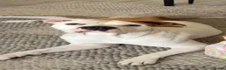 Mixed Breed dogs for sale: Dog Forsale - Advert 1