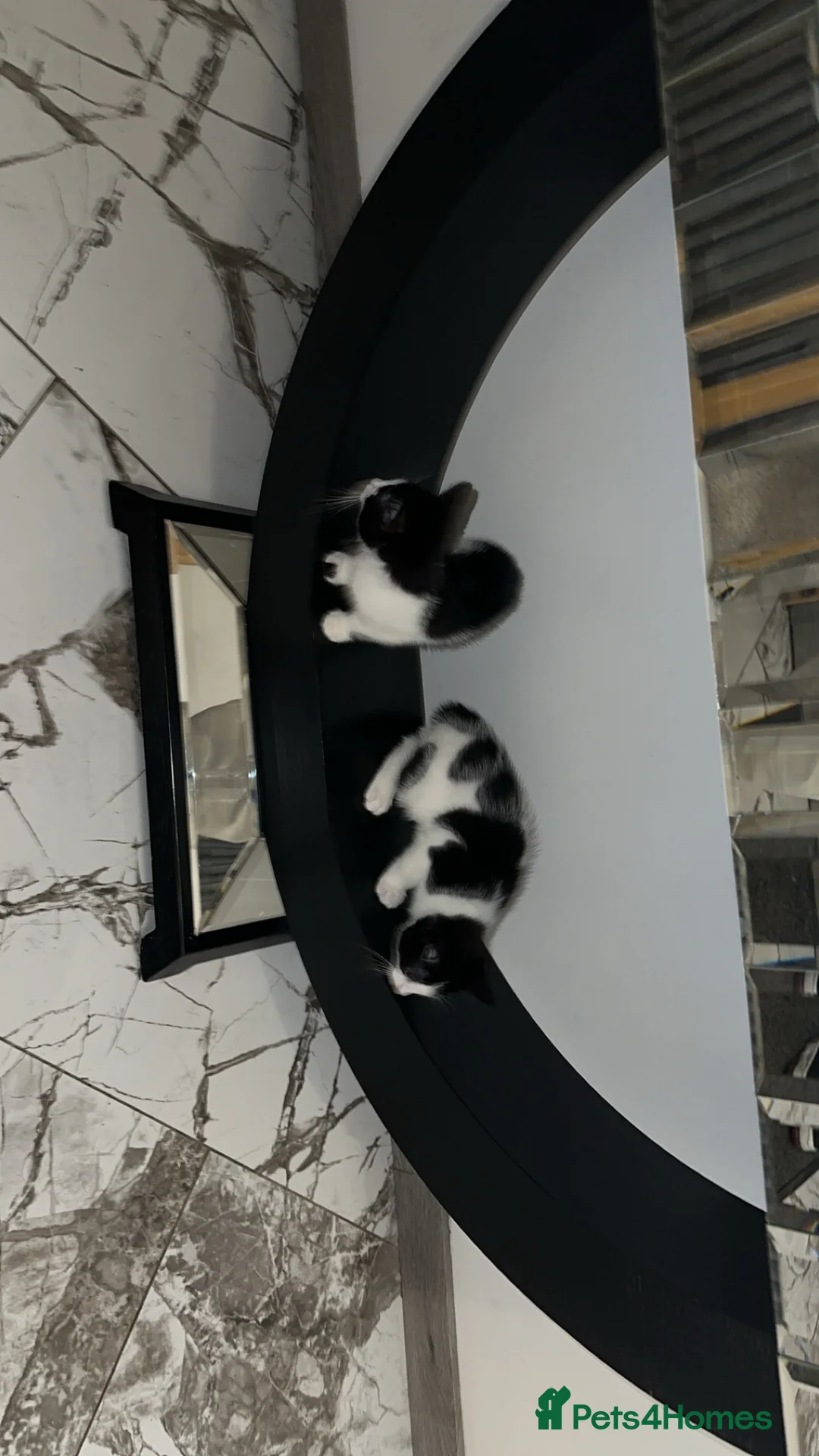 British Shorthair cats for sale: 2 lovely black and white shorthairs - Advert 35