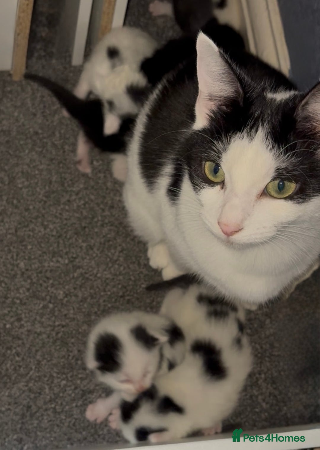 Mixed Breed cats for sale: Beautiful Kittens For Sale  - Advert 14