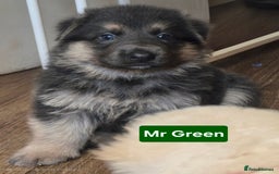 German Shepherd dogs for sale: Ready this Thur 17 July KCReg GSD 1 boy left £1300 in Kingussie - Image 10