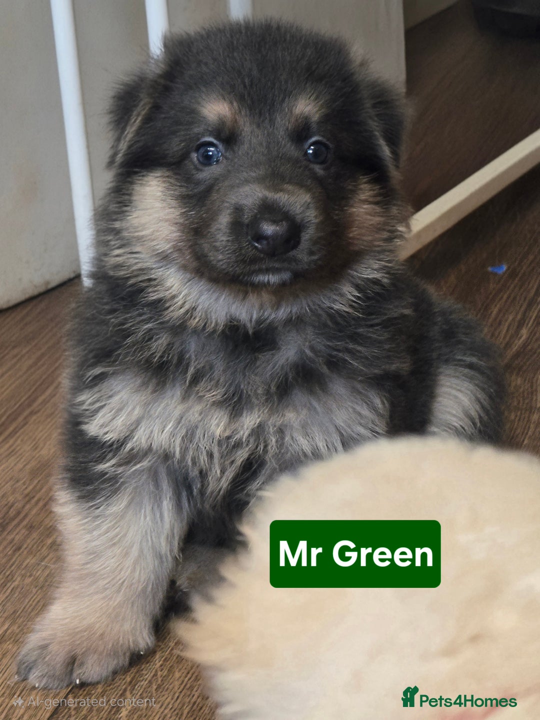 German Shepherd dogs for sale: Ready this Thur 17 July KCReg GSD 1 boy left £1300 in Kingussie - Image 10