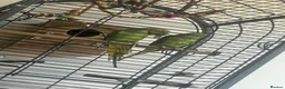 Ringnecks birds for sale: Ringnecks pair proven in Dewsbury - Advert 5