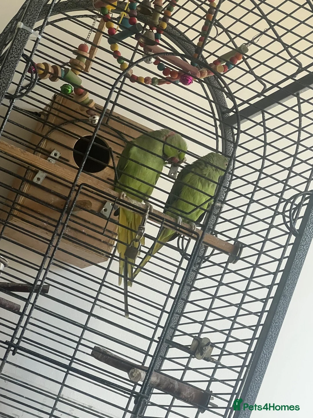 Ringnecks birds for sale: Ringnecks pair proven in Dewsbury - Advert 5